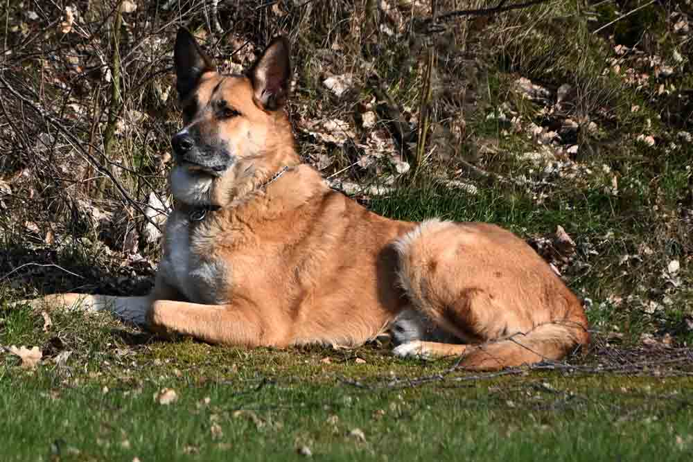 Hund-liegt-entspannt-auf-einer-Wiese-am-Waldrand Hund liegt entspannt auf einer Wiese am Waldrand im Freien