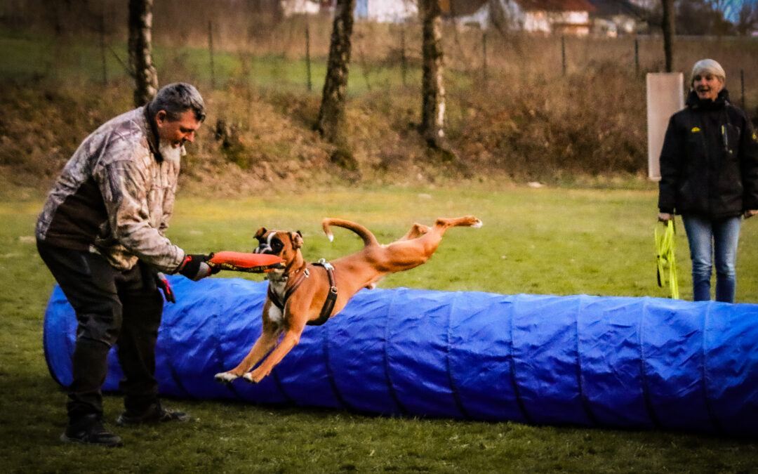 Schussfestigkeit beim Hund im Alltag – Vorbereitung, Training 