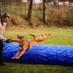 Schussfestigkeit beim Hund im Alltag – Vorbereitung, Training 